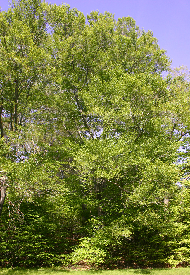 SelecTree: A Tree Selection Guide
