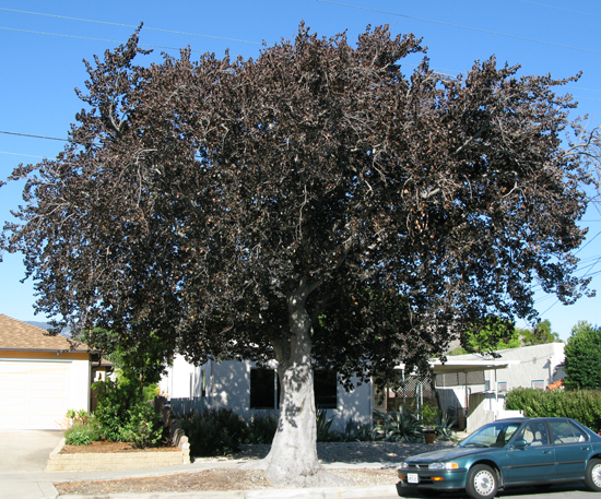 SelecTree: A Tree Selection Guide