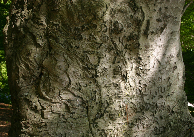 SelecTree: A Tree Selection Guide