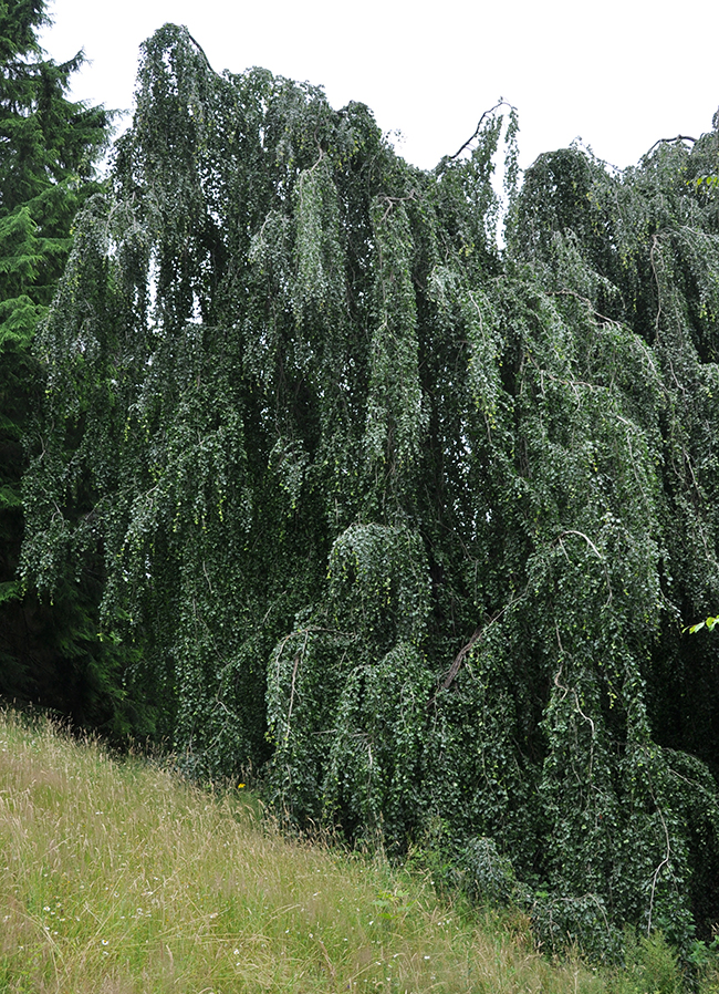 SelecTree: A Tree Selection Guide