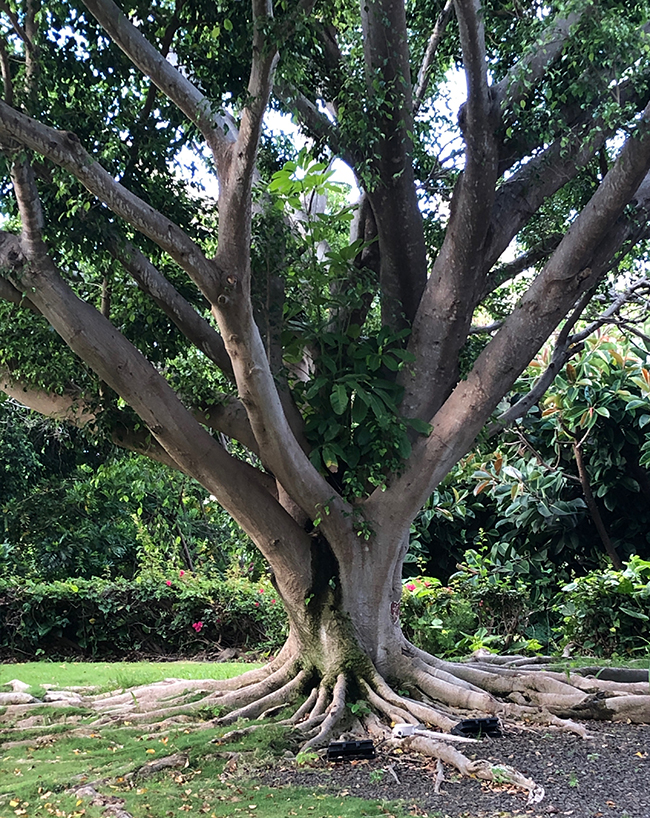 SelecTree: A Tree Selection Guide