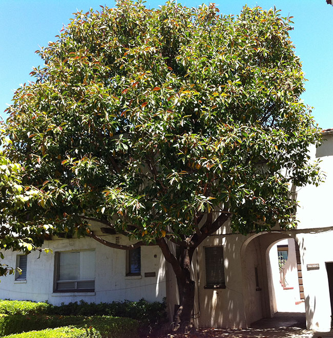Elsware Tree SelecTree: A Tree Selection Guide