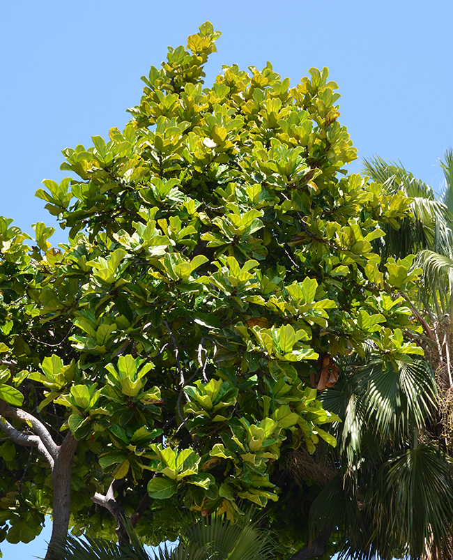 Foler Tree SelecTree: A Tree Selection Guide