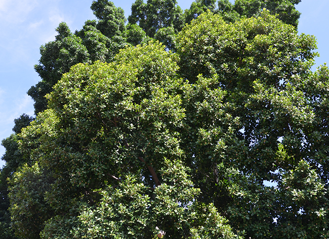 Compac Tree Ribe SelecTree: A Tree Selection Guide