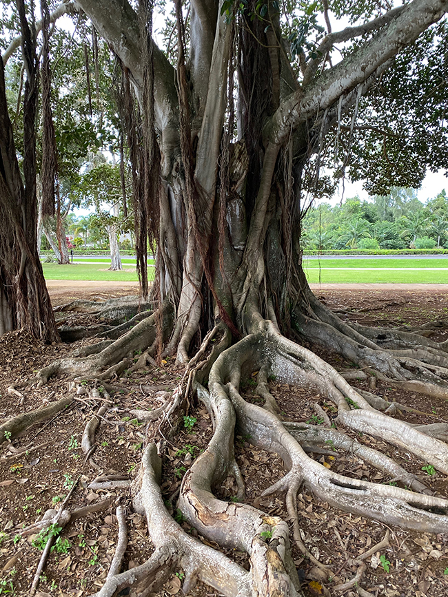 Roxin Tree SelecTree: A Tree Selection Guide