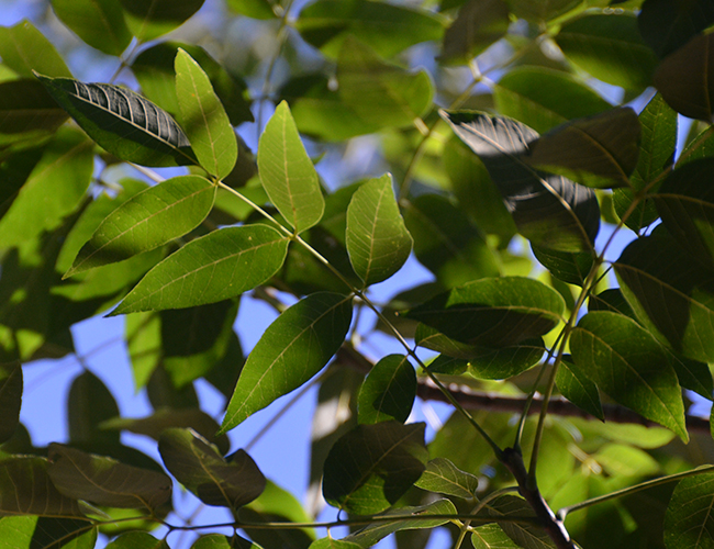 SelecTree: A Tree Selection Guide