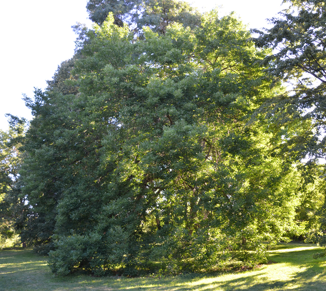 Roxin Tree SelecTree: A Tree Selection Guide