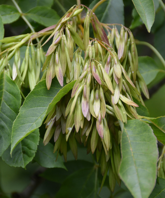 Roxin Tree SelecTree: A Tree Selection Guide