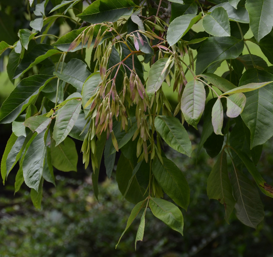 Roxin Tree SelecTree: A Tree Selection Guide