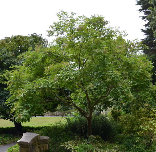 Roxin Tree SelecTree: A Tree Selection Guide