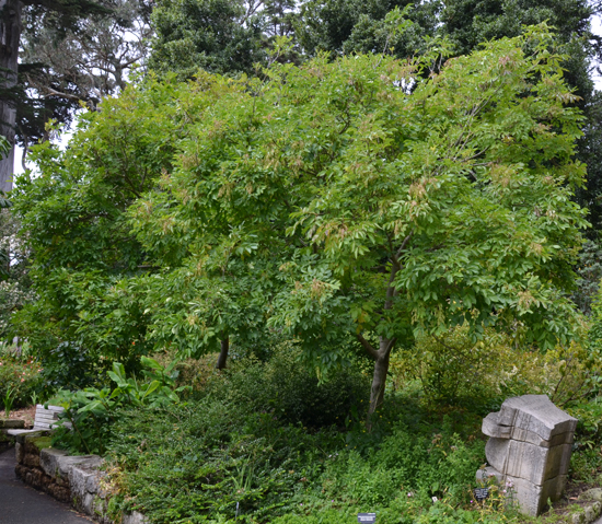 Roxin Tree SelecTree: A Tree Selection Guide