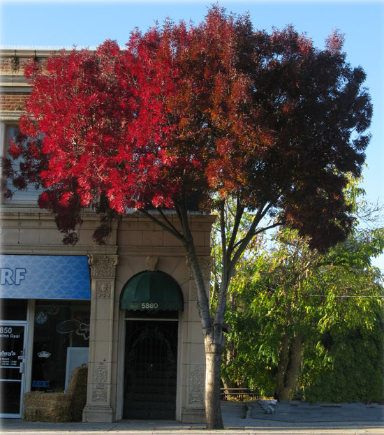 Raynu Tree SelecTree: A Tree Selection Guide