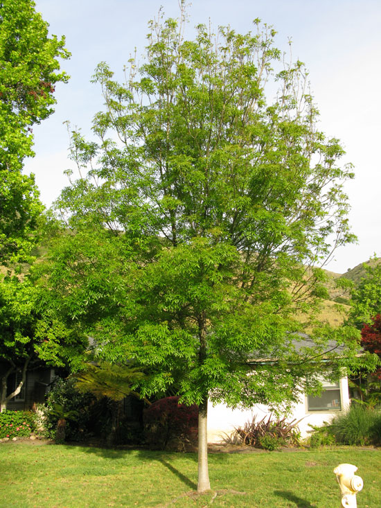 Raynu Tree SelecTree: A Tree Selection Guide