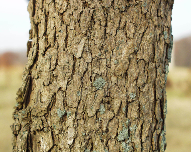 SelecTree: A Tree Selection Guide
