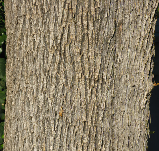 SelecTree: A Tree Selection Guide