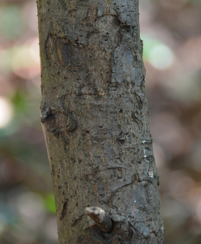 SelecTree: A Tree Selection Guide