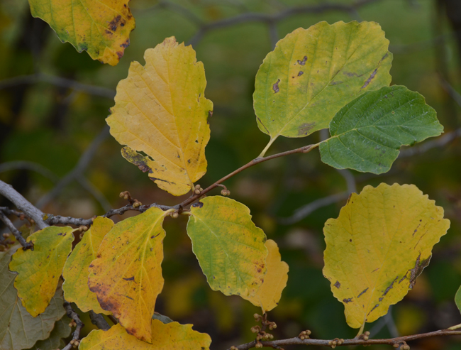 SelecTree: A Tree Selection Guide