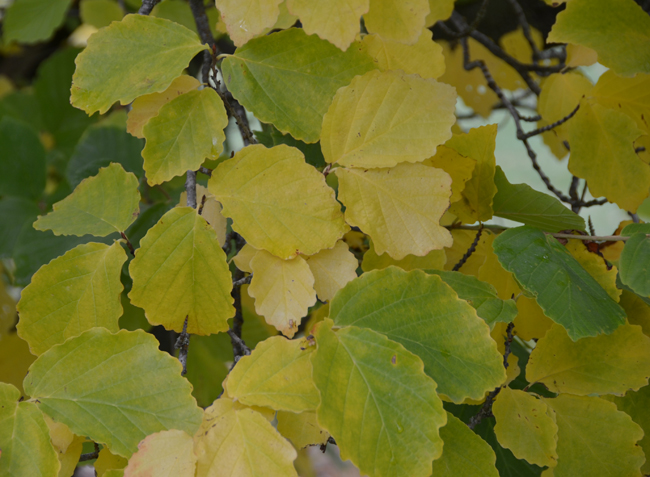 SelecTree: A Tree Selection Guide