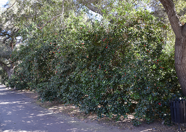 Horche Tree SelecTree: A Tree Selection Guide