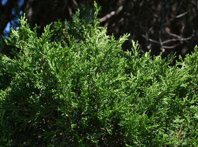 Juniprus SelecTree: A Tree Selection Guide
