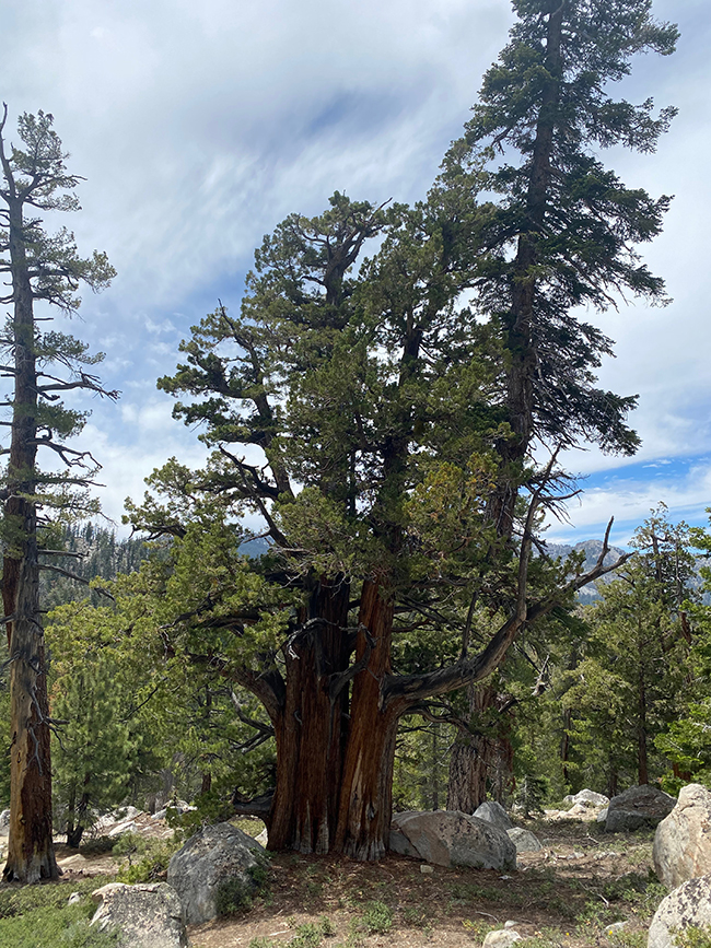 SelecTree: A Tree Selection Guide