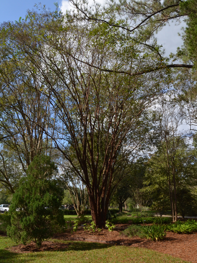 SelecTree: A Tree Selection Guide