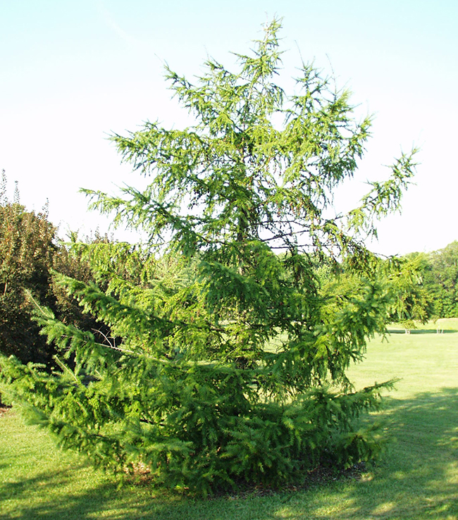SelecTree: A Tree Selection Guide