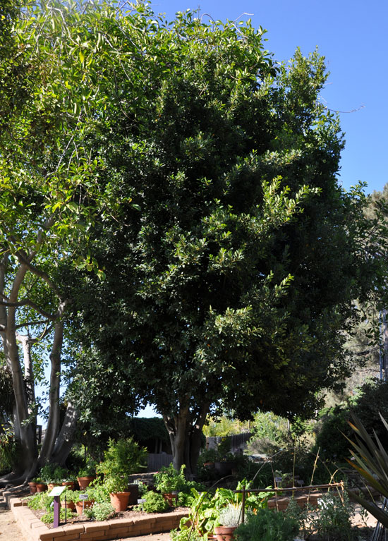 SelecTree: A Tree Selection Guide
