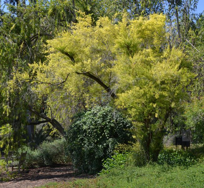 Lep Tree SelecTree: A Tree Selection Guide