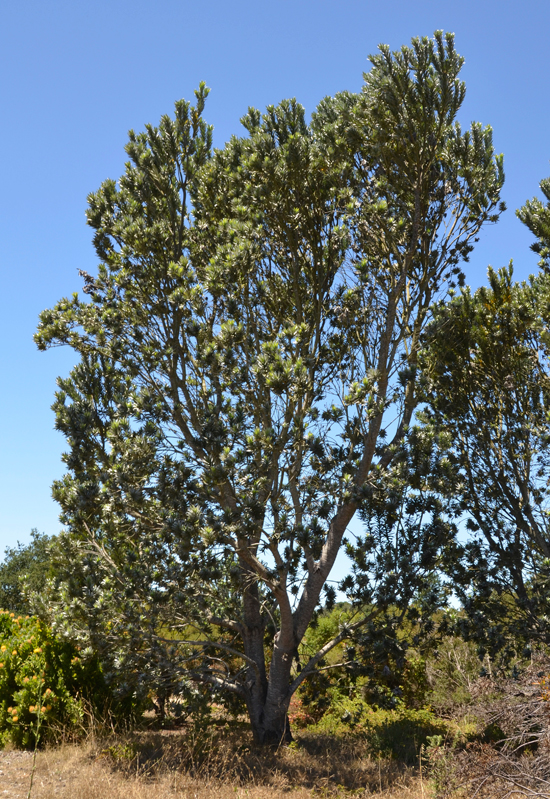 SelecTree: A Tree Selection Guide