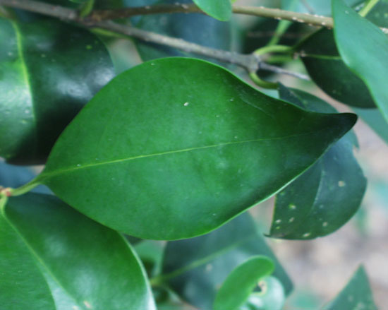 Lufer Tree SelecTree: A Tree Selection Guide