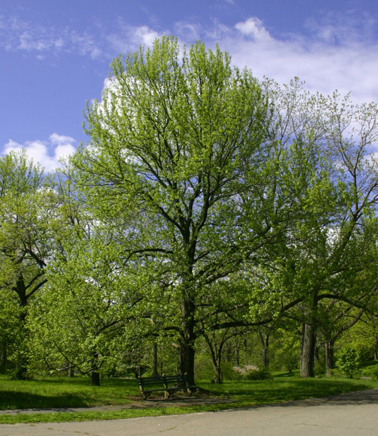 Compac Tree Ribe SelecTree: A Tree Selection Guide