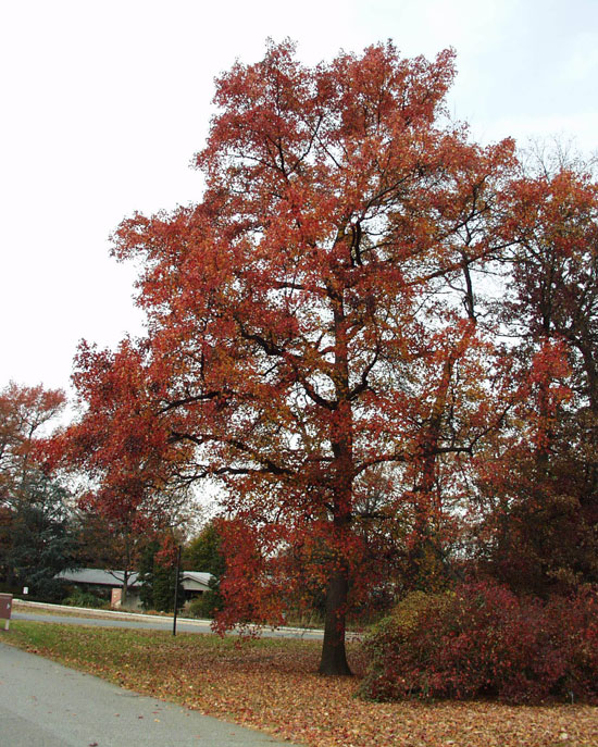 Compac Tree Ribe SelecTree: A Tree Selection Guide