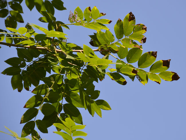 Maakia Tree Identification SelecTree: A Tree Selection Guide