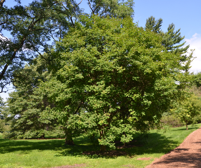 Machis Tree SelecTree: A Tree Selection Guide
