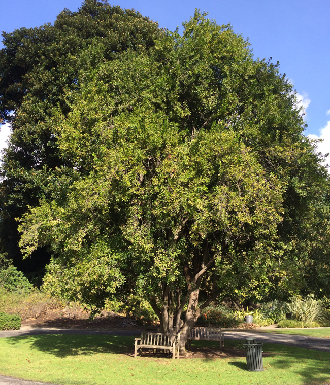 SelecTree: A Tree Selection Guide