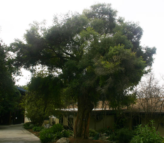 SelecTree: A Tree Selection Guide
