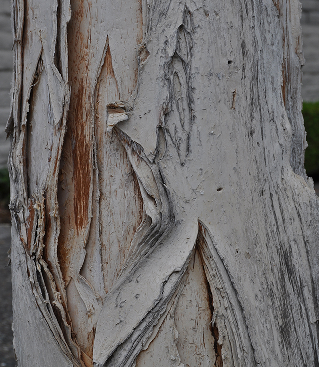 SelecTree: A Tree Selection Guide