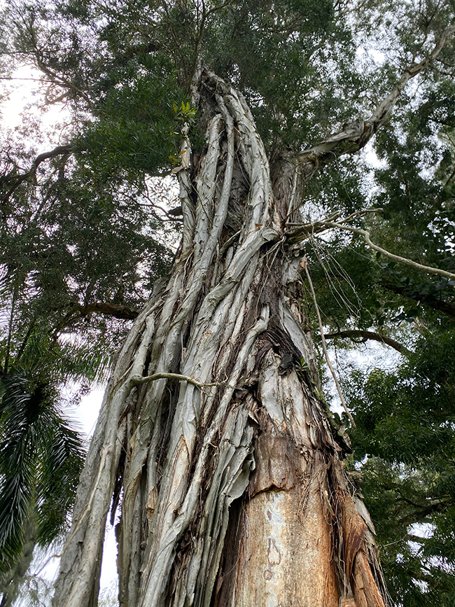 SelecTree: A Tree Selection Guide