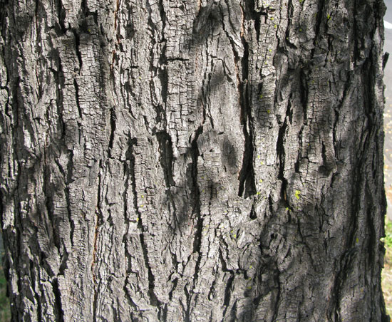 SelecTree: A Tree Selection Guide