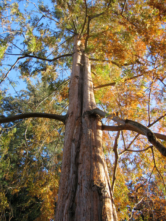 SelecTree: A Tree Selection Guide