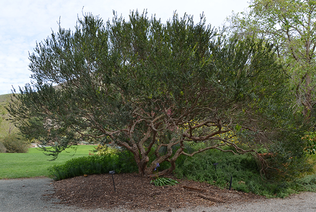 Meiners Tree SelecTree: A Tree Selection Guide