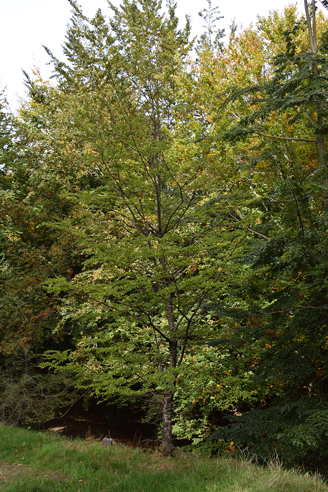 SelecTree: A Tree Selection Guide