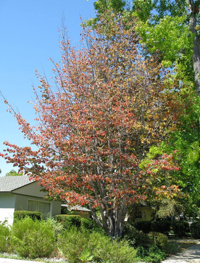 SelecTree: A Tree Selection Guide