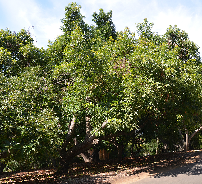 Persen Tree SelecTree: A Tree Selection Guide