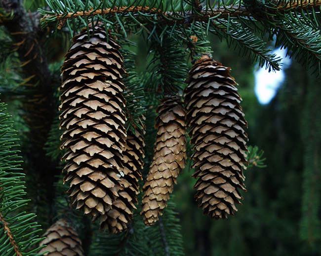 Inverse Cone Tree SelecTree: A Tree Selection Guide
