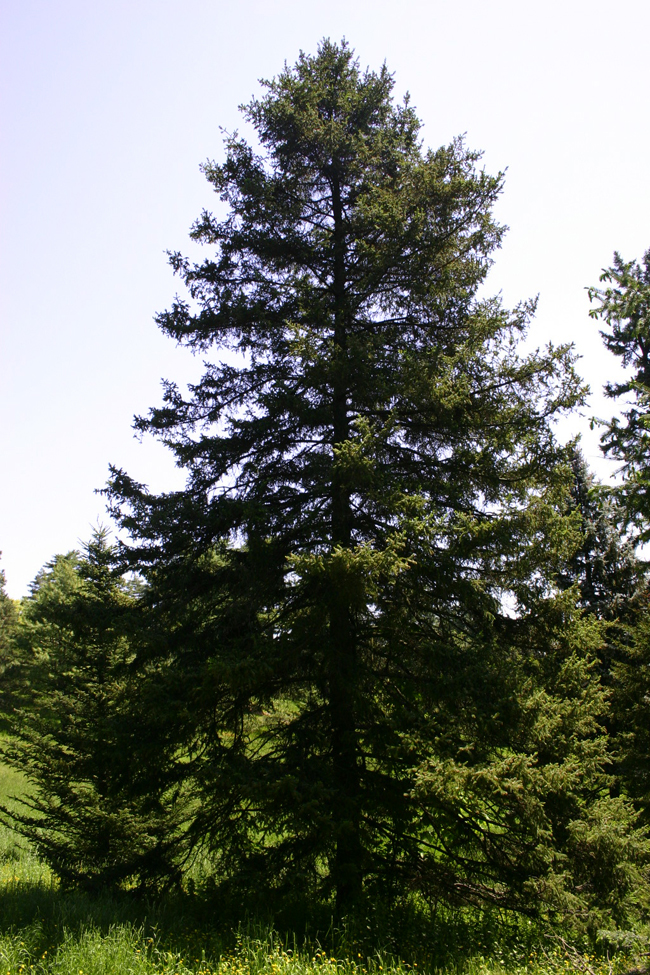 Picg Tree SelecTree: A Tree Selection Guide