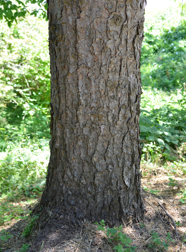 Picg Tree SelecTree: A Tree Selection Guide