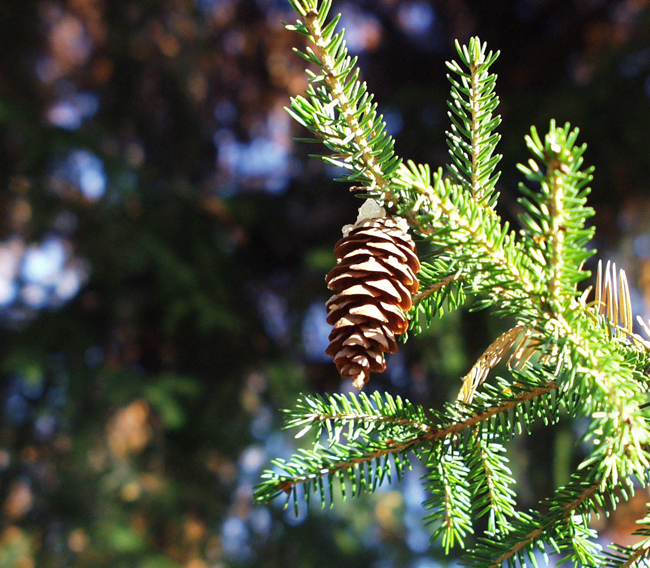 SelecTree: A Tree Selection Guide