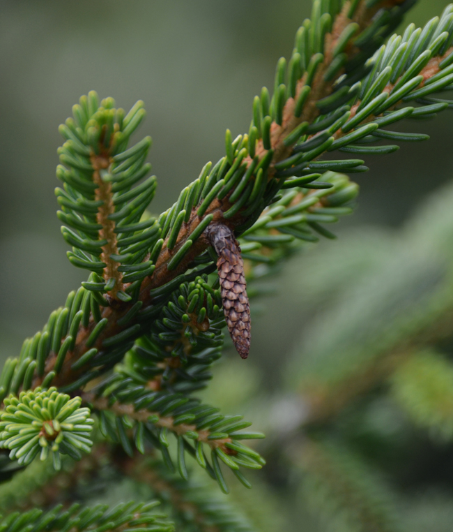 SelecTree: A Tree Selection Guide